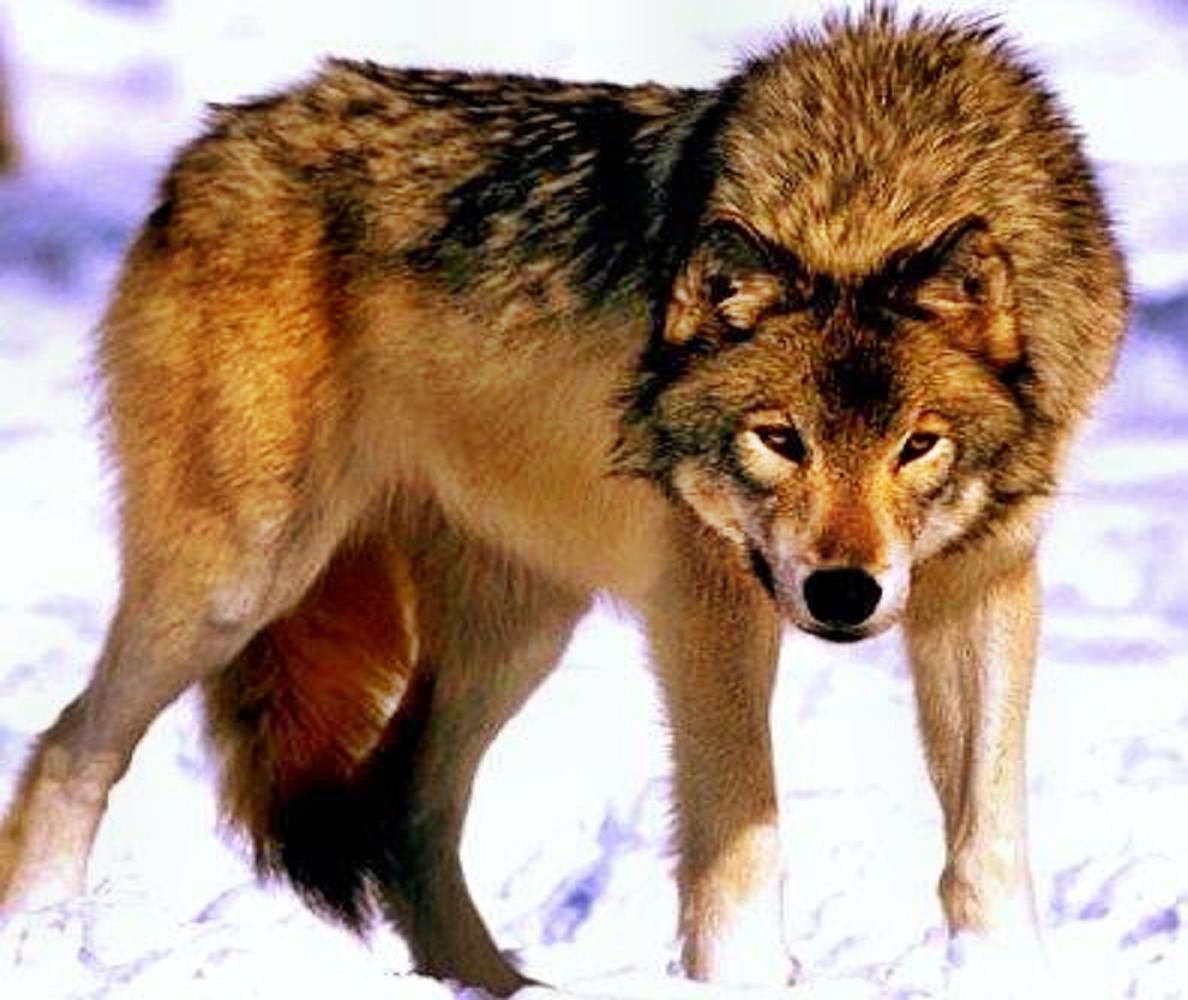 Монгольский волк большой